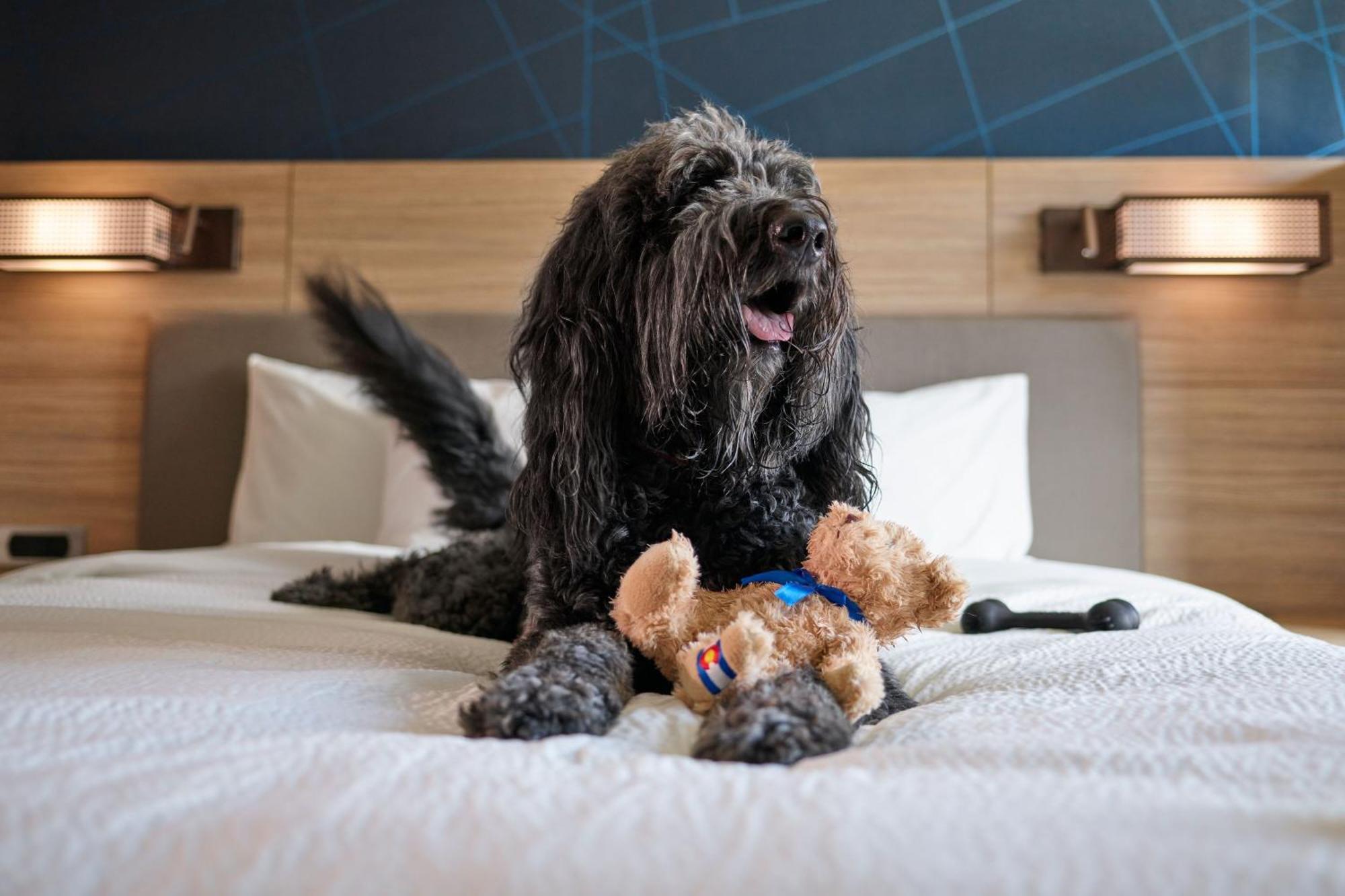 Springhill Suites By Marriott Avon Vail Valley Ngoại thất bức ảnh
